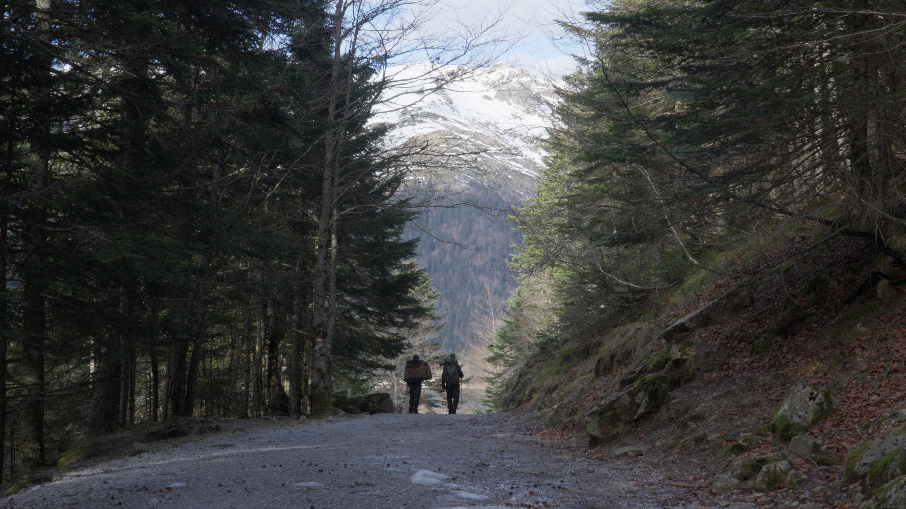 Hikers descending through a mountain forest